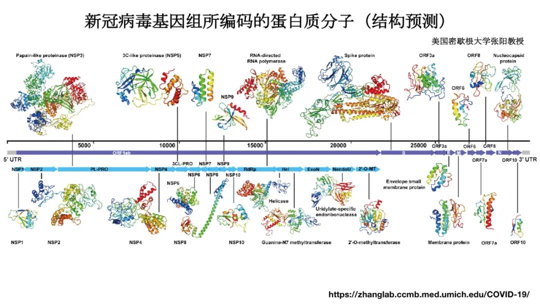 新冠病毒检测结果实验室解读,新冠病毒有哪些实验室检测方法