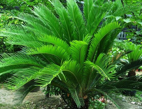 铁树烂根了怎么去处理,铁树烂根的补救方法