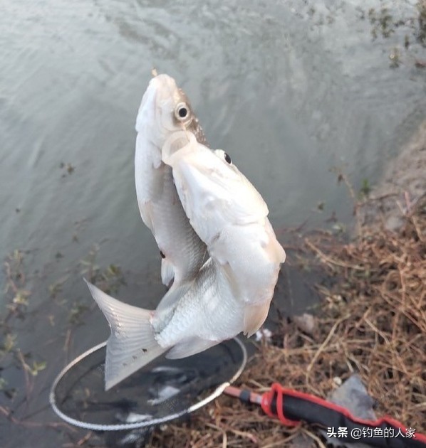 附近野钓大板鲫鱼最新视频,小河沟野钓收获什么鱼