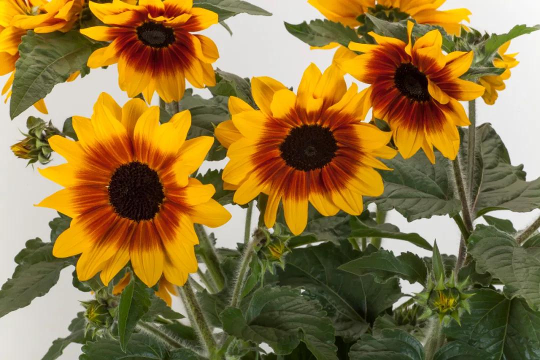 这43个来自世界各地的新品种，快来看看有没有你的菜