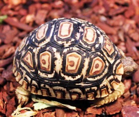 糖尿病口服胰岛素最新消息,口服胰岛素不能治糖尿病的原因