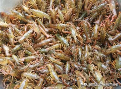 小龙虾怎么养殖存活时间最长,小龙虾养殖是浅水好还是深水好