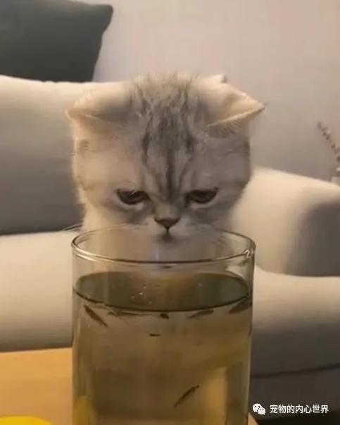 怎么纠正猫咪去厕所喝水,铲屎官发现猫咪尿不出来怎么办