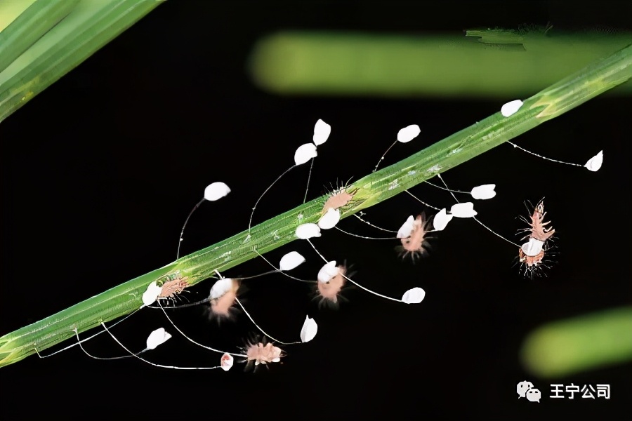 玉米上的虫害打什么药,玉米虫害防治口诀谚语