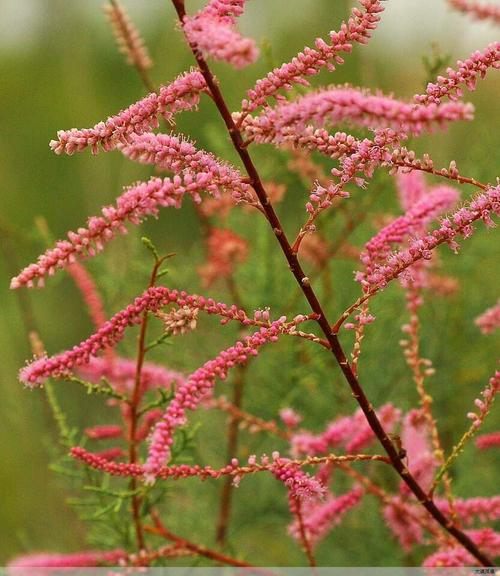 红柳滩,哭泣的红柳滩下