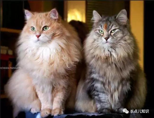 世界上最可爱温柔的猫排名前十名,哪种猫不掉毛又好养还温顺好养