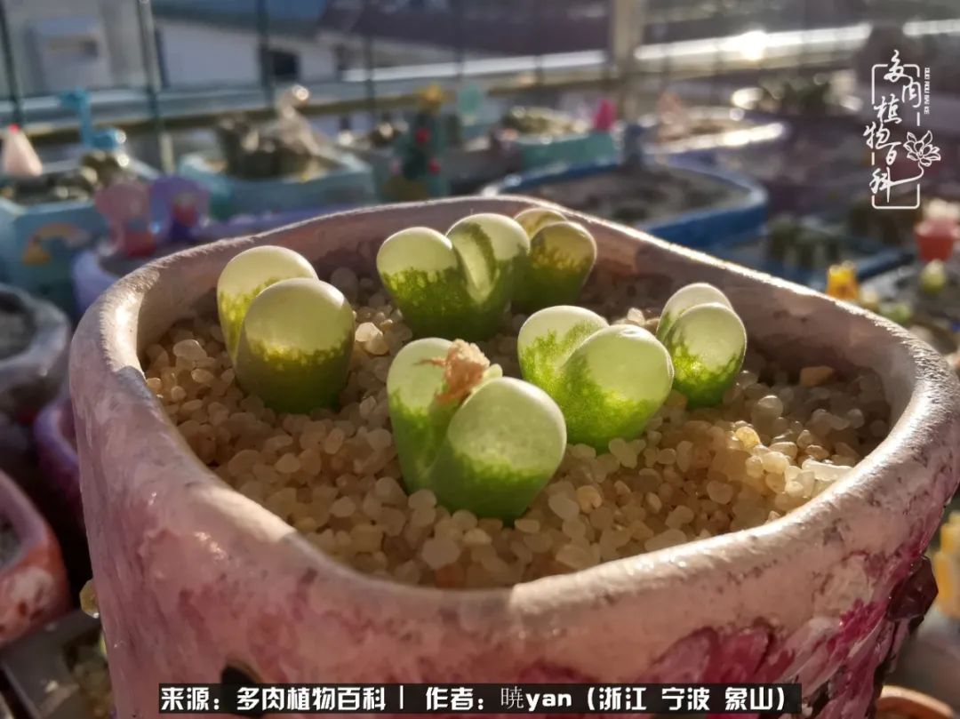 多肉初级入坑者,入坑多肉