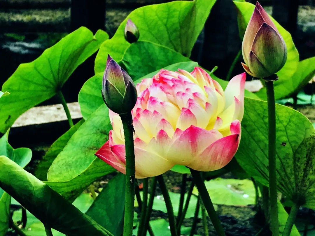 游玩赏荷花景点推荐,国家4a级景区荷花花海介绍