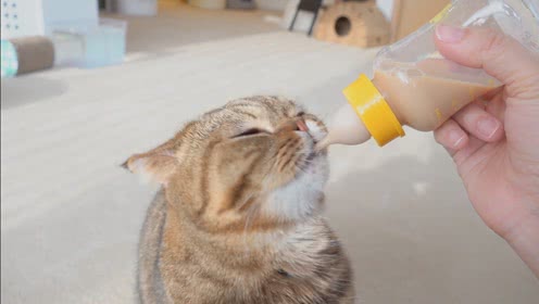 猫咪冬天保暖被,猫咪被冻着了该怎么办呀