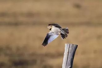 梦见被人追杀最后成功脱险啥意思,梦见被追杀把人反杀了是什么预兆