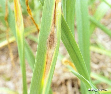 大蒜叶枯病图及防治方法,预防大蒜叶枯病多菌灵浸种可以吗