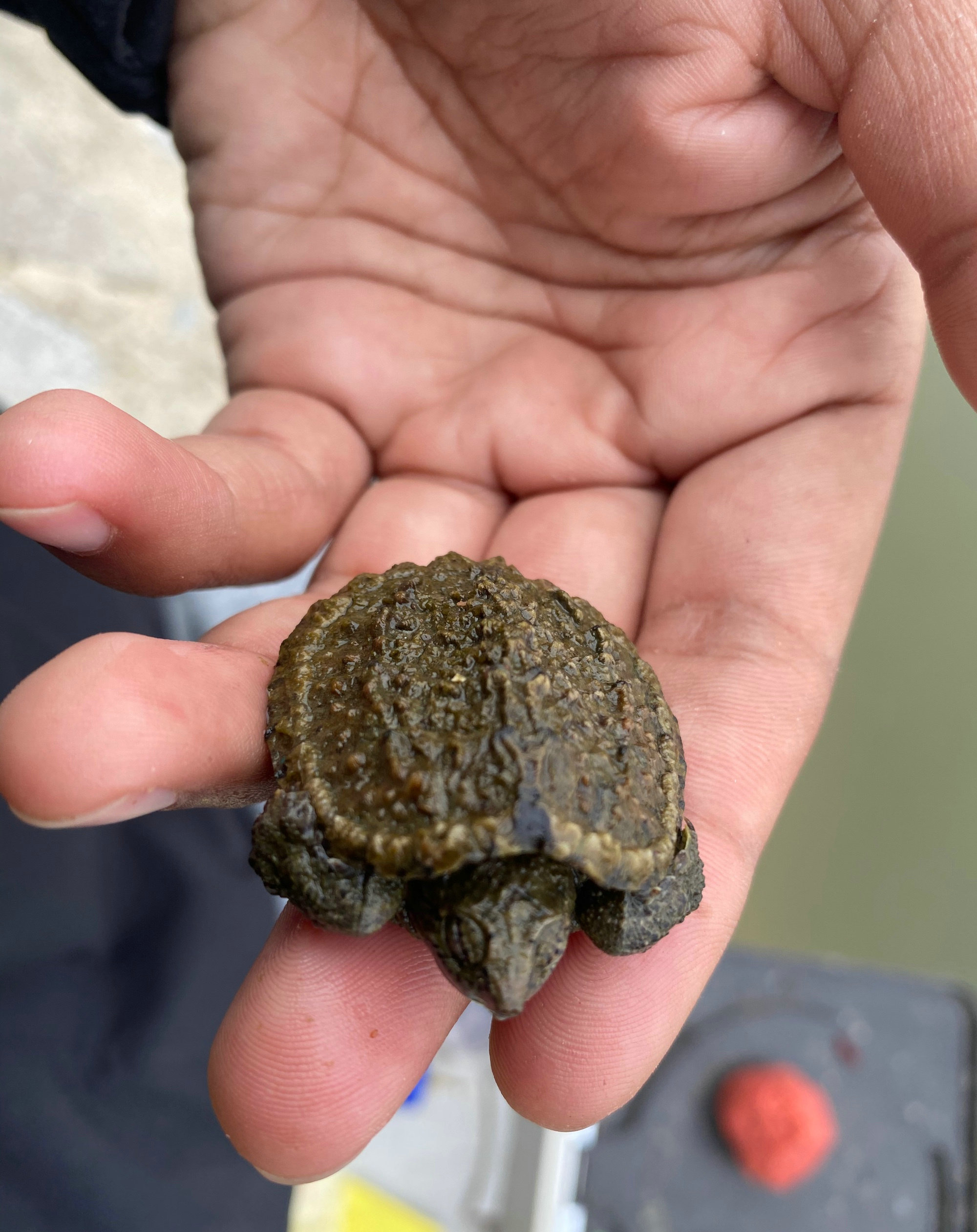 钓鱼抓到乌龟的农村小伙,在河边捡到小甲鱼小鳄龟