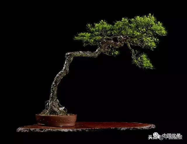 盆景不具有收藏价值,盆景不能有功利心