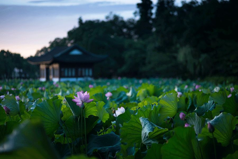 庄子经典语录君子之交淡如水,庄子曾说君子之交淡如水