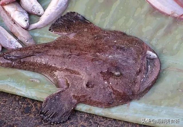 哪种海鱼最好养又便宜又好吃,便宜耐养的海鱼有哪些种类