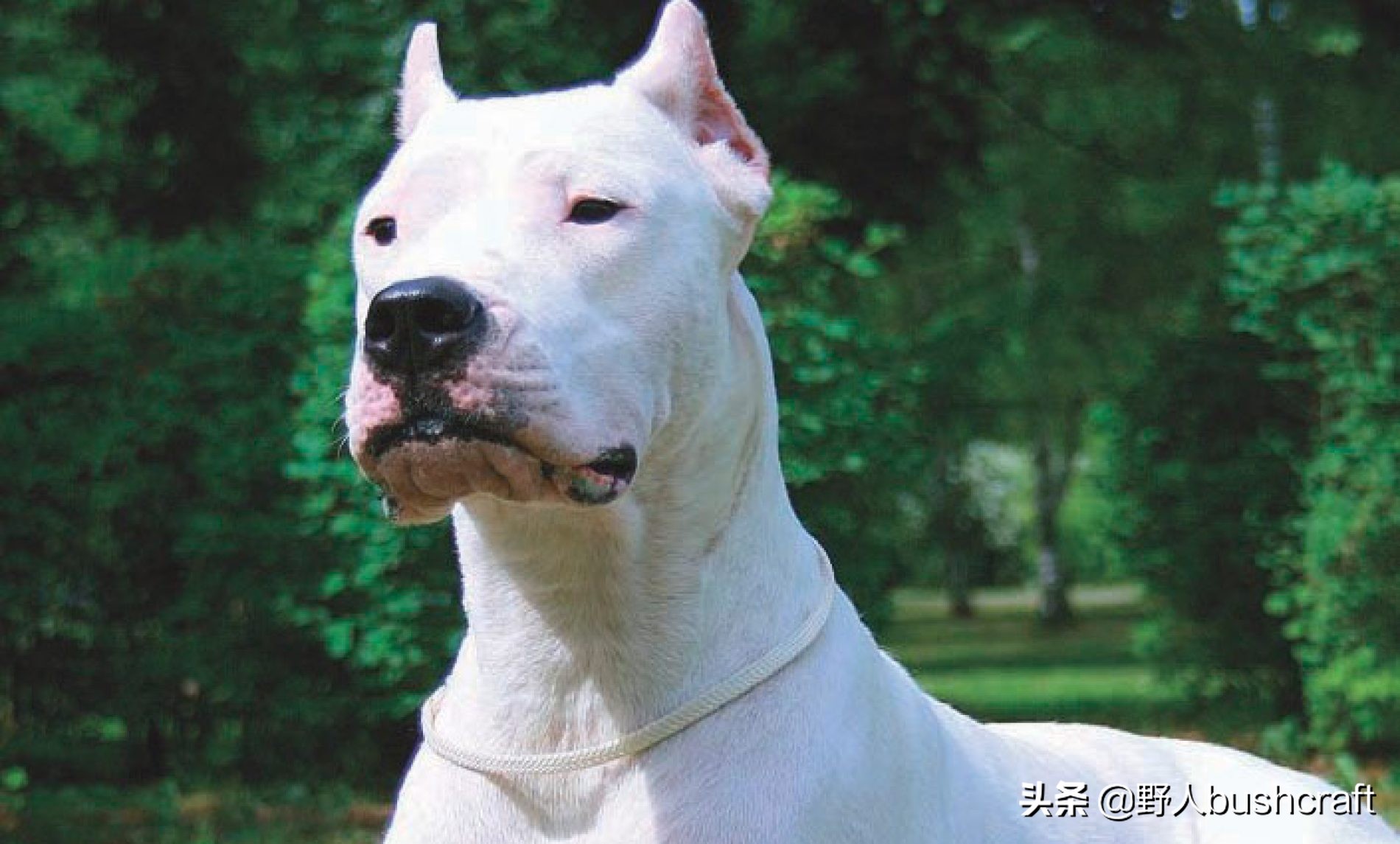 八种适合户外的伴侣狗狗,居然还有它