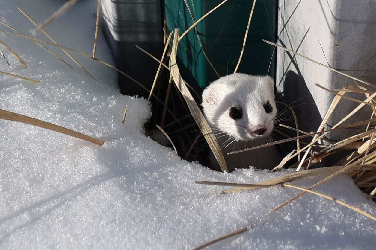 乌拉盖狼图腾拍摄地秋天去还行吗,乌拉盖狼图腾旅游