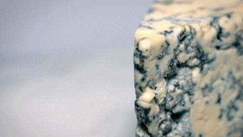 老鼠爱吃奶酪是真的吗,老鼠真的吃奶酪吗