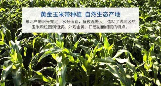 甜过初恋的水果是哪种水果,甜过初恋的水果玉米