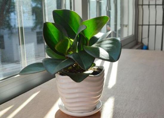 碧玉怎么养才正确,碧玉的养殖方法和注意事项