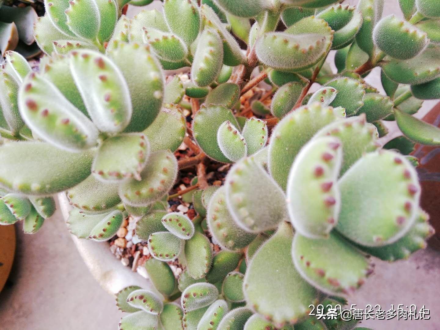 多肉花盆太贵了自己做,多肉太费钱怎么办