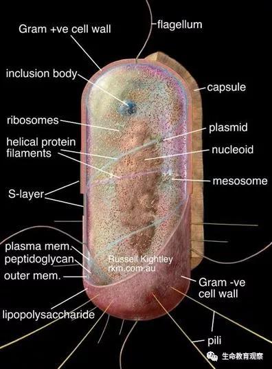 动植物细胞亚显微结构模式图片,动植物细胞的亚显微结构