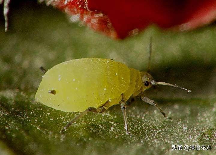 平安树的各种病害图片,平安树叶片背面常见病