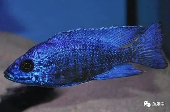 三湖慈鲷马鲷孔雀鱼多久发色,三湖慈鲷鱼之马鲷鱼