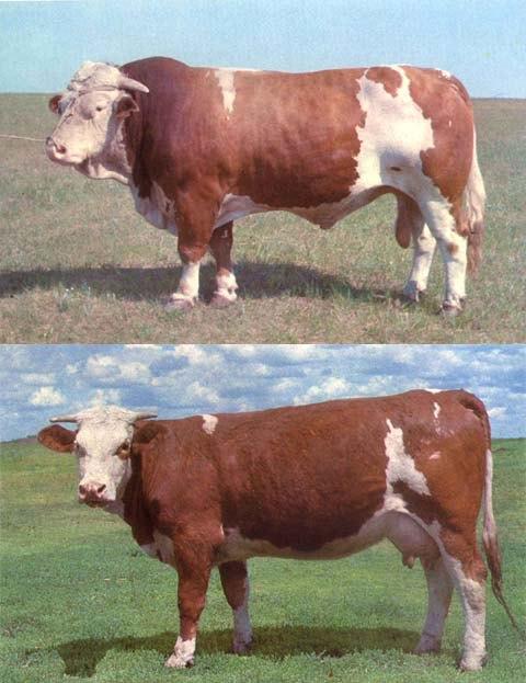 牛最常见的病用什么药,牛胃炎的中药治疗方案