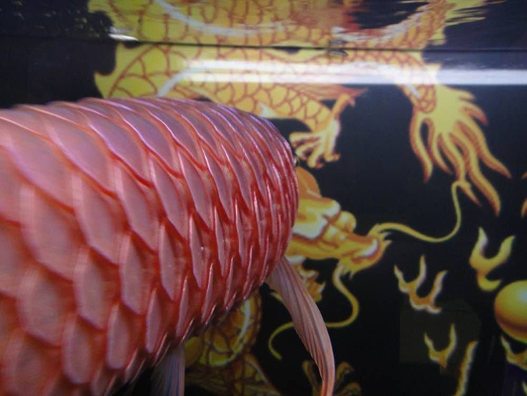 都是干旱惹来的祸,都是水惹的祸