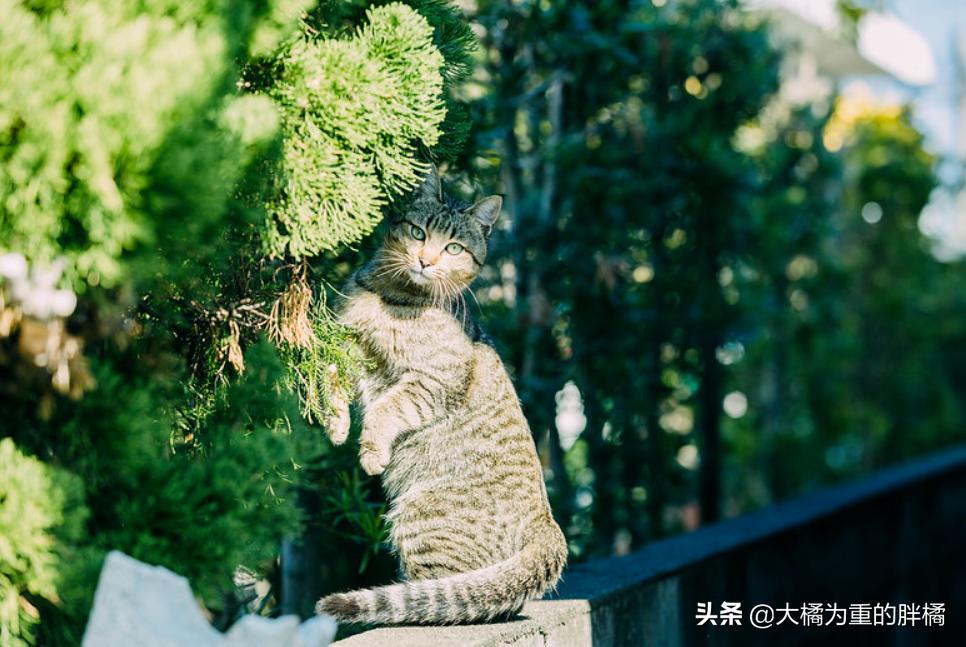 如何带着猫咪自驾游,带着小猫自驾游猫咪怎么上厕所