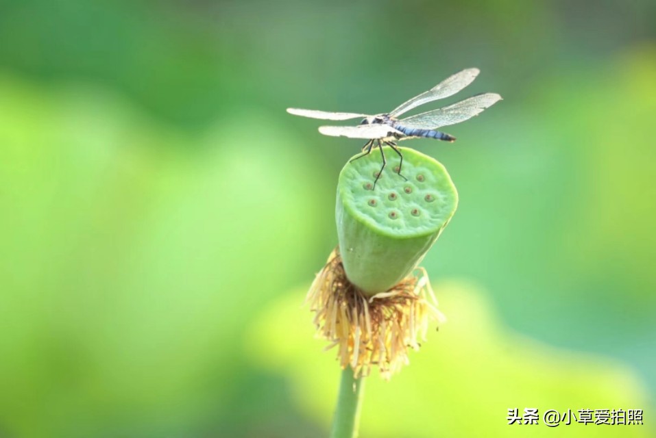 威海羊亭全景图,威海羊亭荷花湾