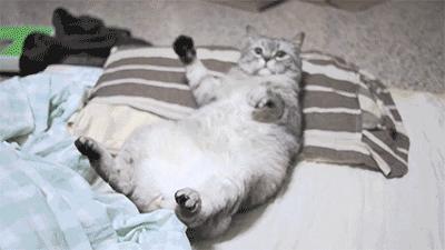 杂碎里边都有啥,羊杂碎什么人不适合吃