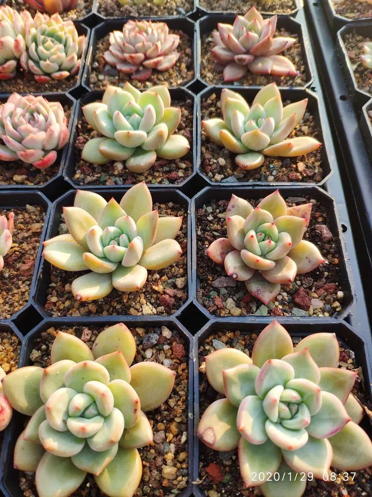 多肉不适合新手养,多肉入坑到什么程度好