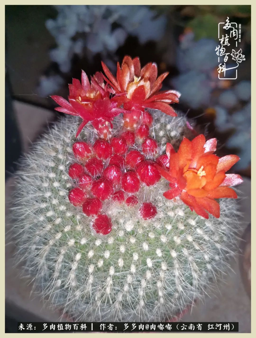 这个春天我们一起去赏花,这个季节我们一起去看花