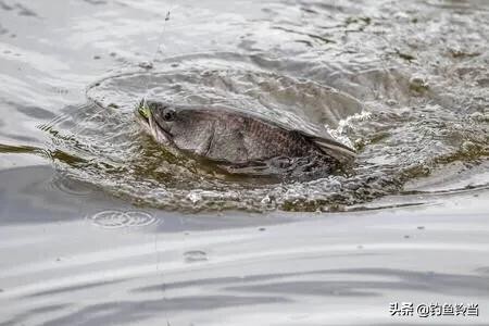 形似鲥鱼的鱼有哪些,在没有鳜鱼的河里能放生鳜鱼吗