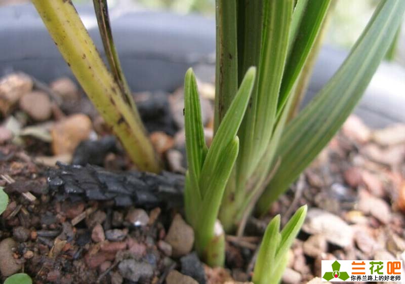 兰花叶子焦尖和黑尖的区别,兰花有一叶发黄焦尖且速度很快