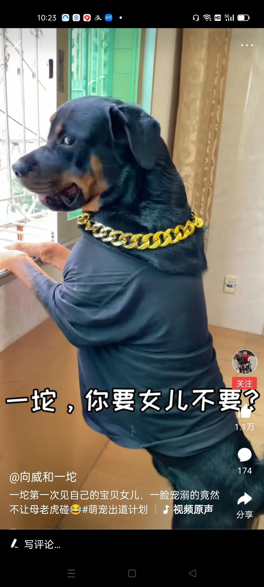 五只最受欢迎的网红狗子,最受欢迎的五大网红狗