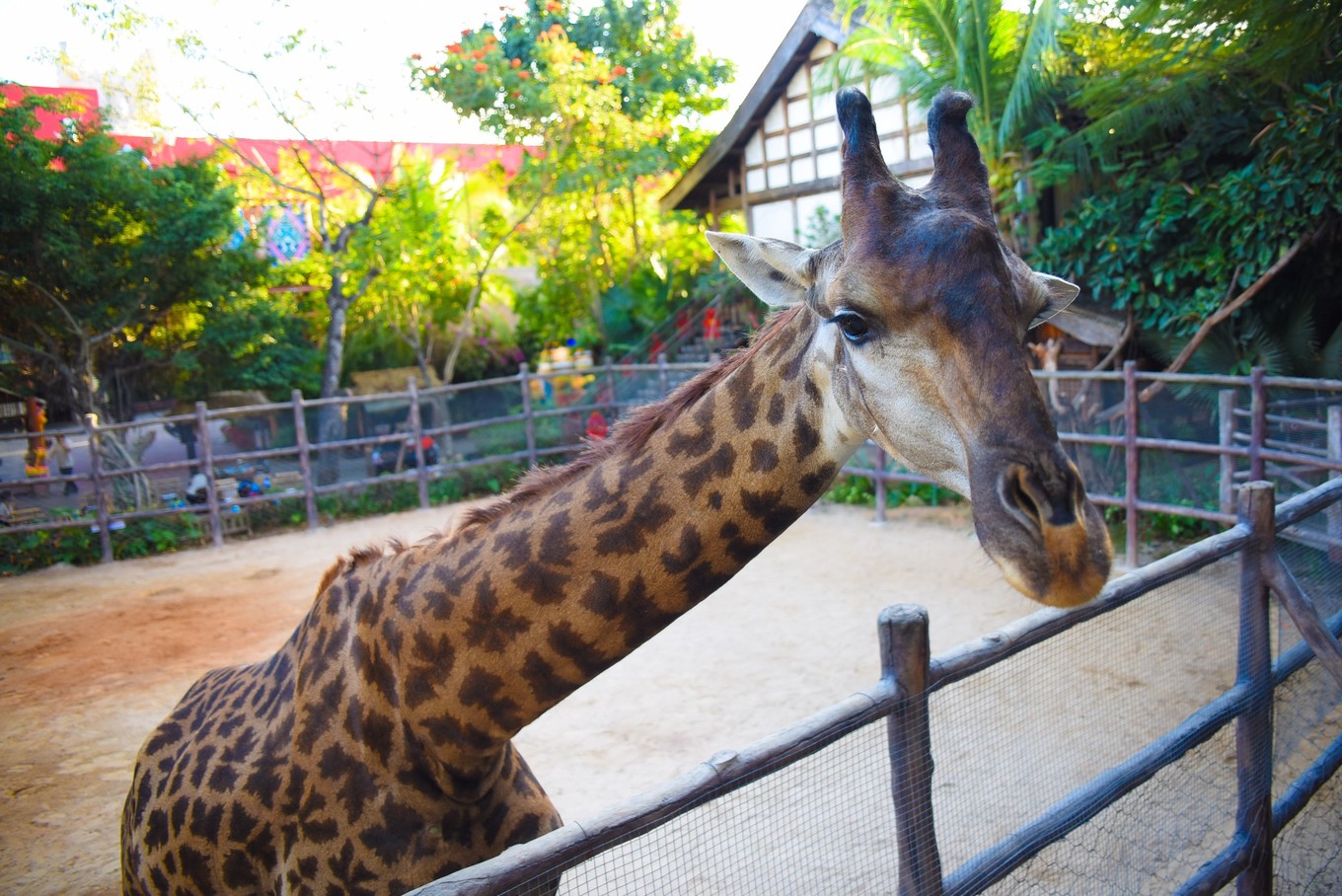 宋城千古情哪个区好,宋城千古情哪排的位置好