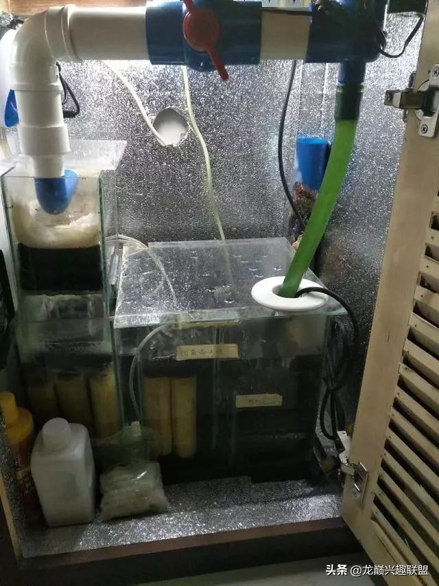 垃圾桶旁边的四方鱼缸,捡回去养了一缸金鱼,别说还挺不错