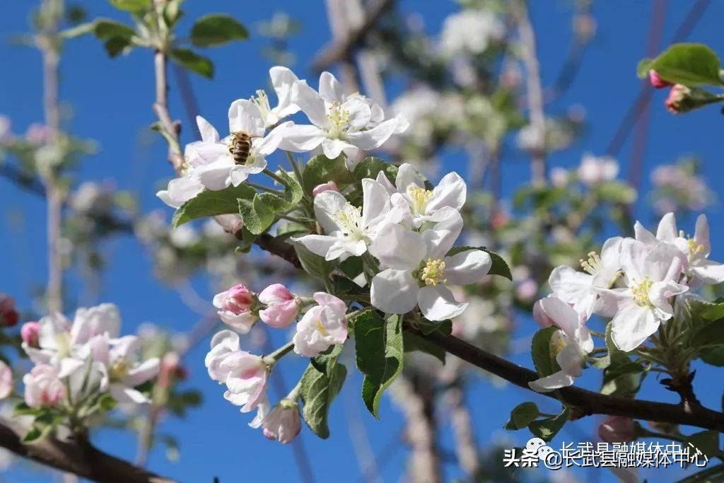 大美长武全部视频,把大好河山收藏