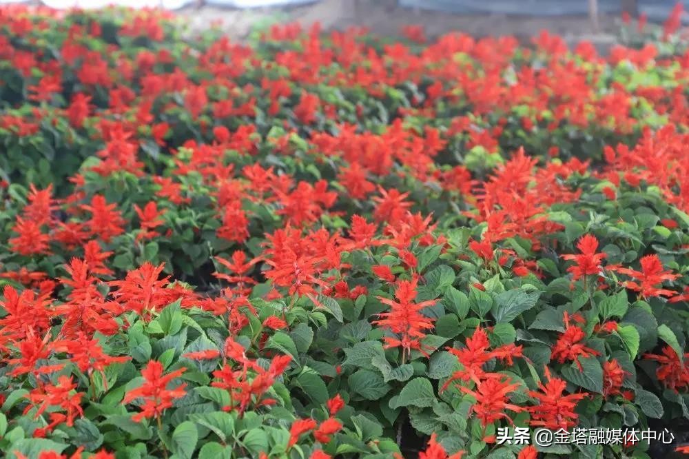 *疆新**兵团二师：开都河畔“花经济”带给职工“花样幸福”