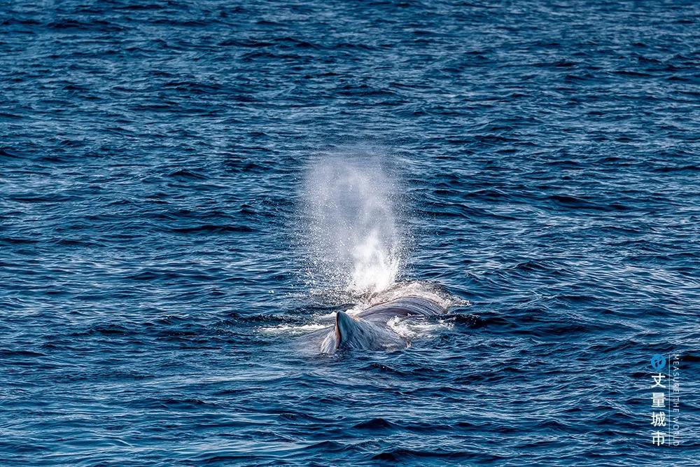 维京遇到全域旅游,美丽乡村、特色小镇一网打尽:挪威渔业史漫步