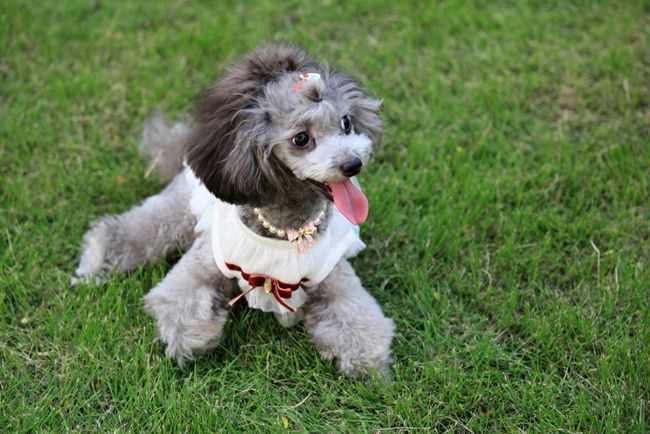 贵宾犬爱流眼泪怎么办,贵宾犬爱叫怎么纠正