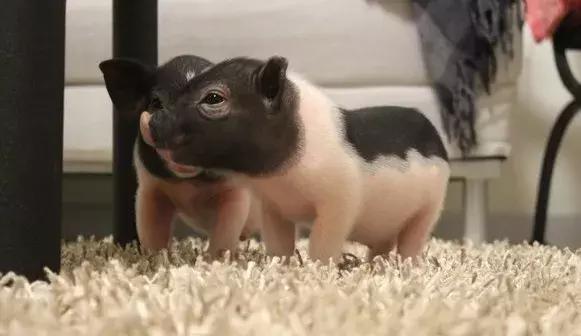 宠物猪被坑了,宠物猪养不大被坑