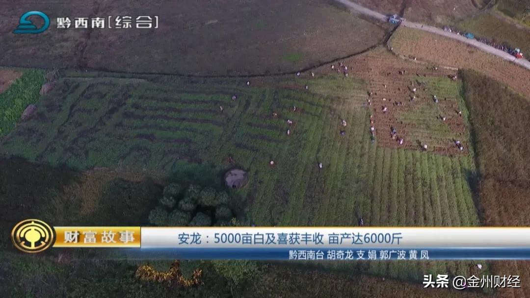 「财富故事」安龙：5000亩白及喜获丰收亩产达6000斤