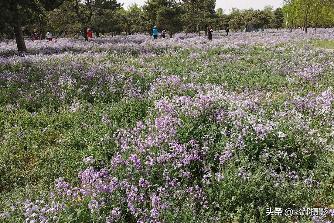 北京二月兰花海旅游,北京最大兰花海在哪里