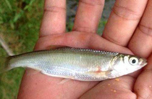 水清鱼少怎么钓鲢鳙,水清不开口怎么钓鱼