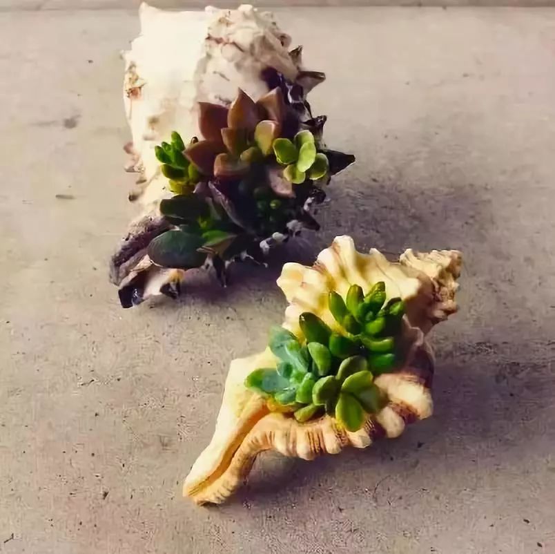 室雅何须大，花香不在多，在小屋里赏花种草，把日子过得刚刚好