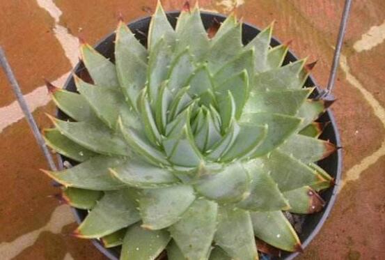 芦荟有毒吗能在室内养吗,芦荟有毒吗能吃吗